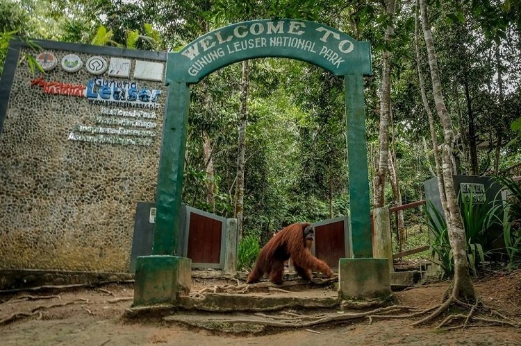 bukit lawang trekking north sumatra