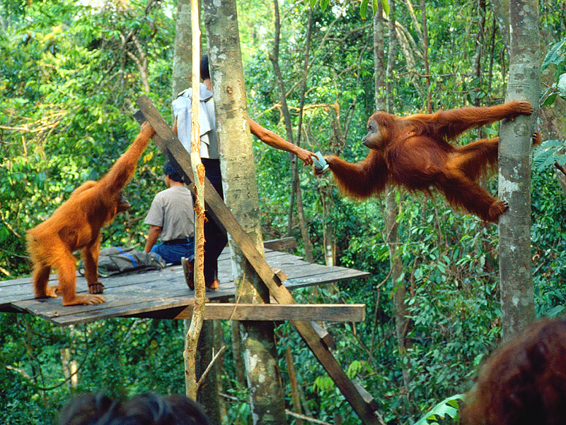 orang utan bukit lawang
