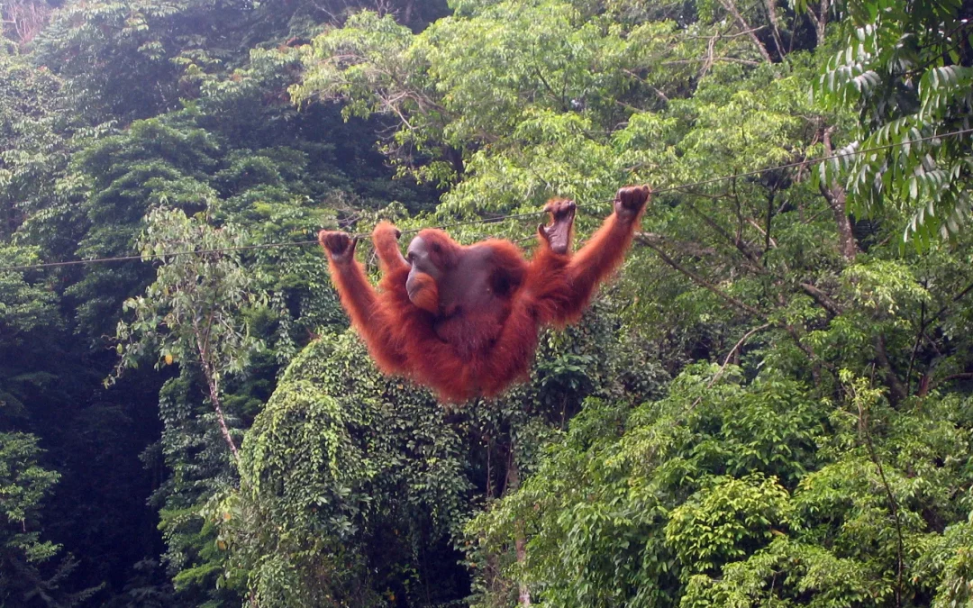 BUKIT LAWANG ORANG UTAN TOUR
