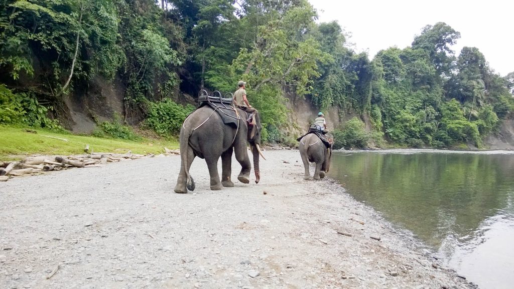 tangkahan elephant